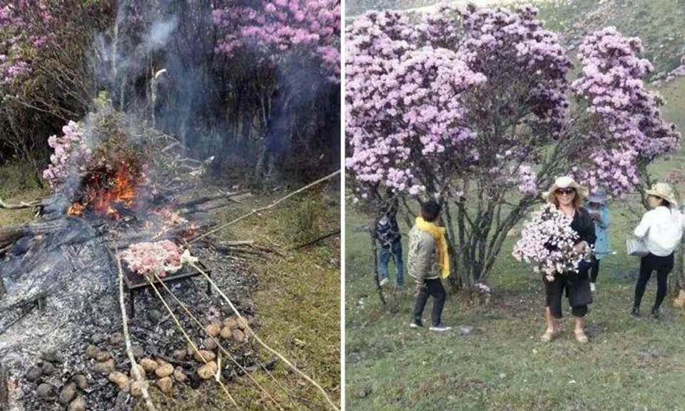 Tourists destroy beautiful azalea trees in bloom in China: Some even use branches for barbecue