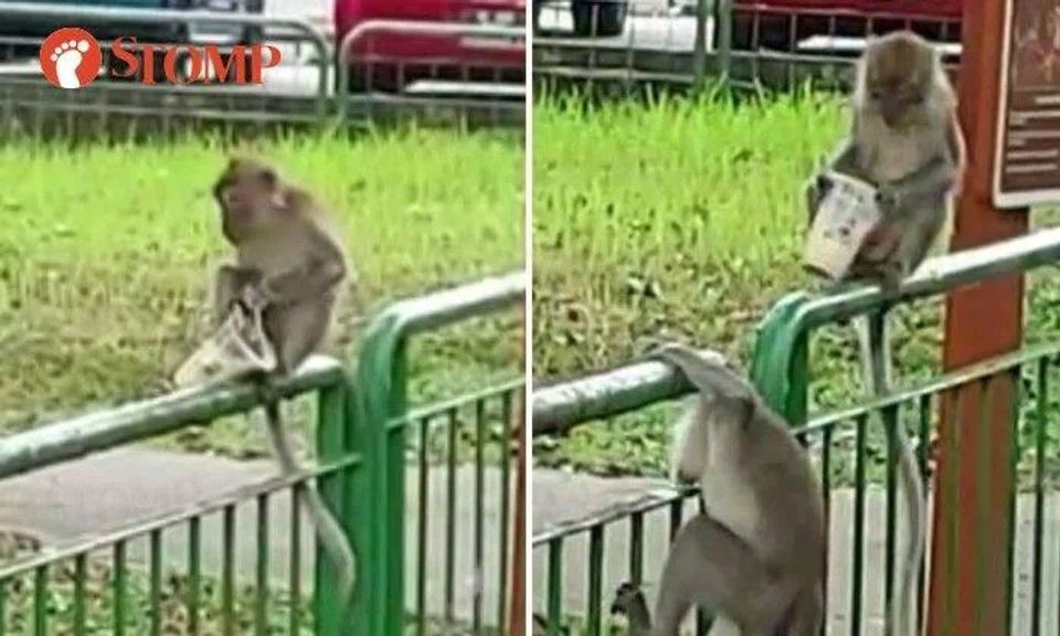 Monkey snatches Koi bubble tea from woman at bus stop -- then drinks it