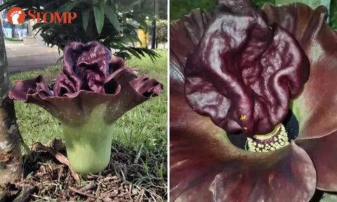 Corpse flower blooms in Toa Payoh -- and it looks totally different just days later