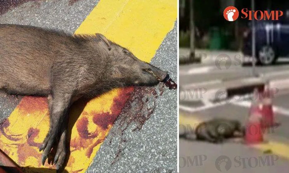 Wild boar killed after getting hit by lorry outside Waterway Point
