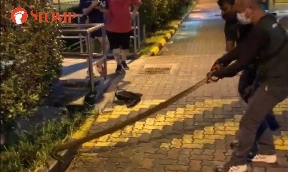 NParks personnel have tug of war with 2.5m-long python at Jurong West