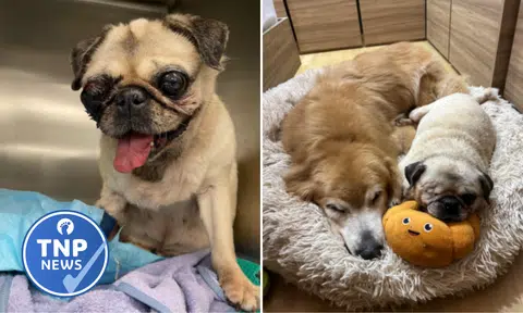 'Pain and trauma': Pet owner, grooming salon in dispute over injury that led to removal of dog's eye