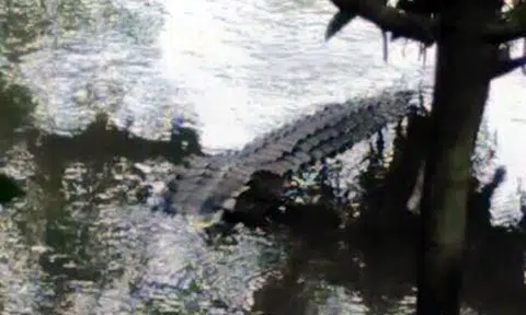 Beware of large crocodile near jogging track in Sungei Buloh, warns blogger Mr Brown