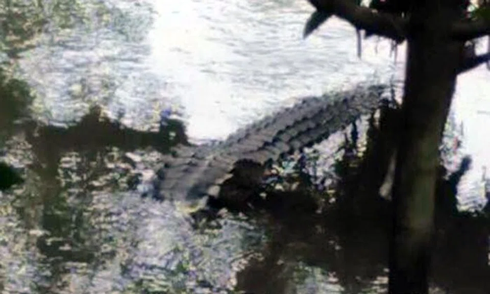 Beware of large crocodile near jogging track in Sungei Buloh, warns blogger Mr Brown