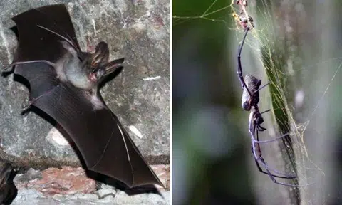 That's right! These photos of shy wild animals were all taken in S'pore