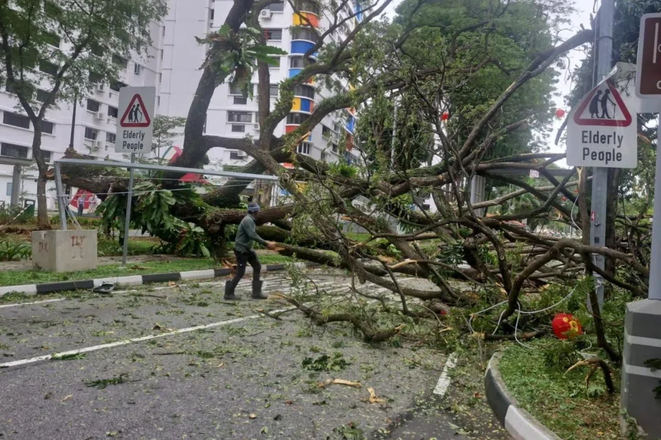 The two-lane road in MacPherson blocked by the fallen tree on Feb 18. PHOTO: TIN PEI LING/ FACEBOOK