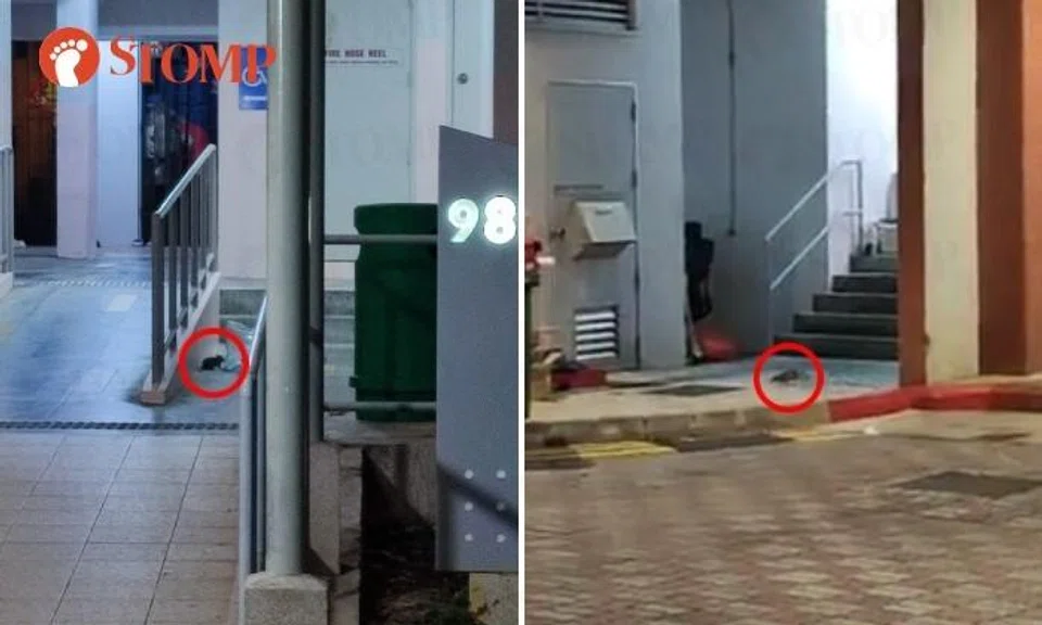 Buangkok Green residents dare not walk in areas where rats 'zoom across footpaths frequently' 
