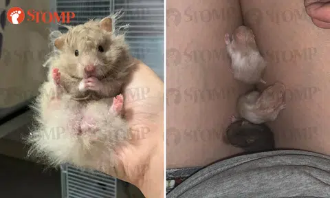 Woman's 7 pet hamsters and cages missing from Hougang corridor, police investigating