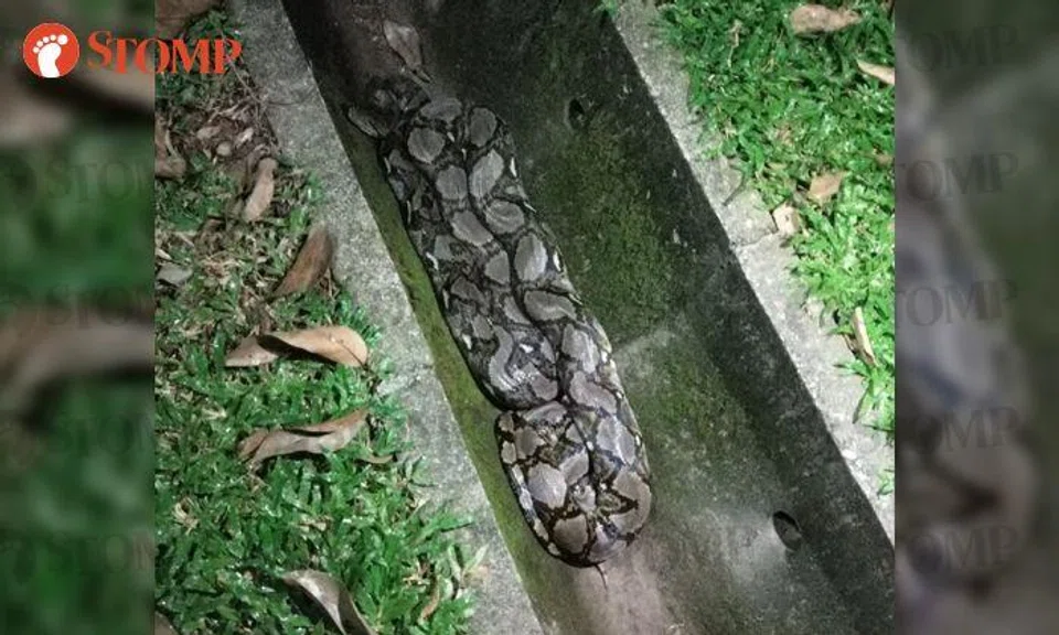 3m python in canal at Ulu Pandan Park Connector rescued by Acres in 10 minutes