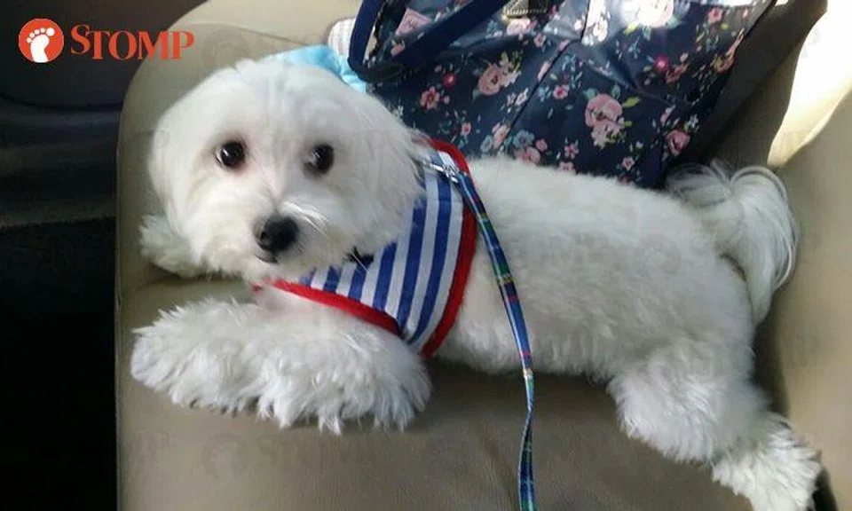 $1,000 reward for Maltese that went missing at Telok Blangah Rise