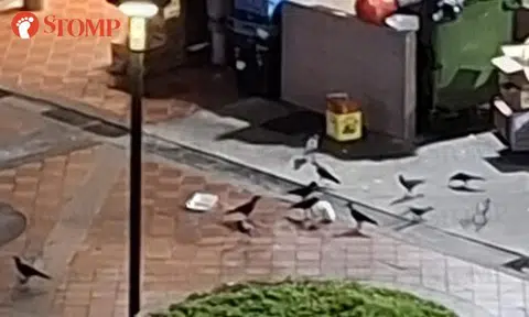 Birds feast on rubbish at Yishun coffee shop -- and residents aren't helping