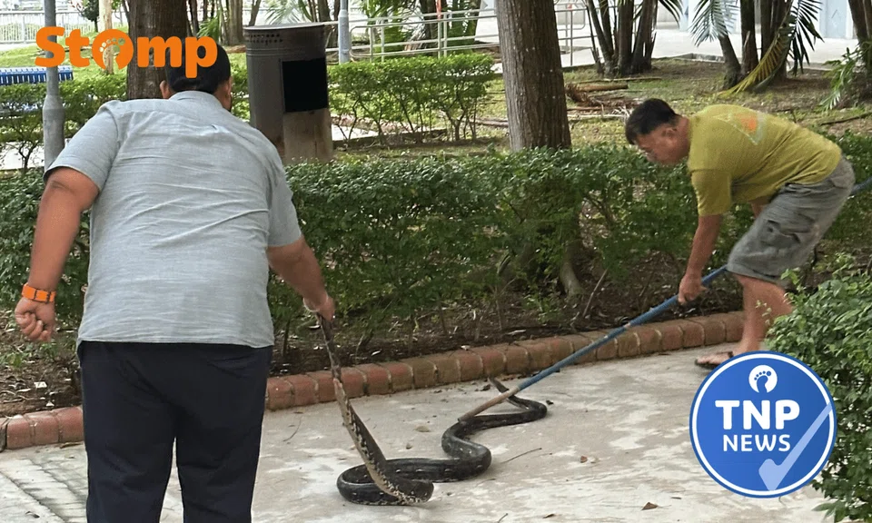 Two men wrangle a snake on the ground