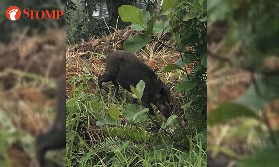 Man and son get upclose look at wild boar that's 'half the size of a car' in Punggol
