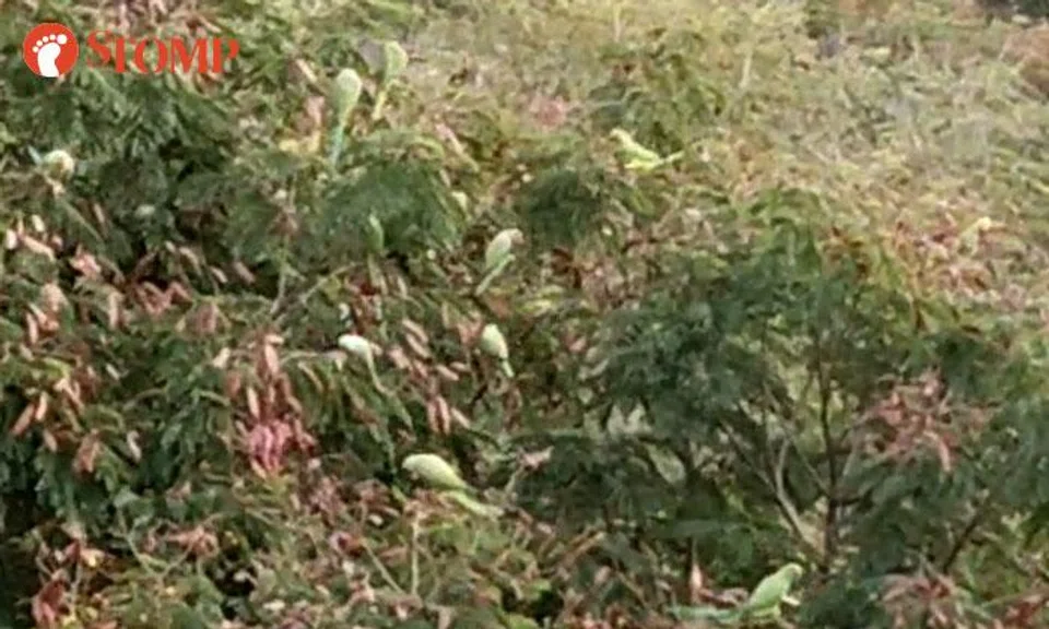 Rose-ringed parakeet at Kaki Bukit
