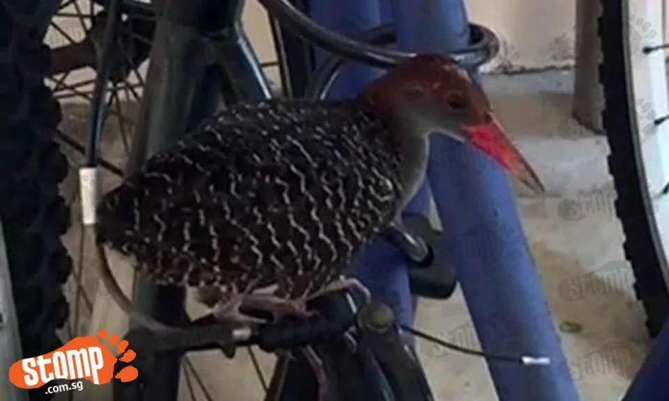 Anyone knows what it is? Unusual 'kiwi-like' bird seen at Tampines void deck