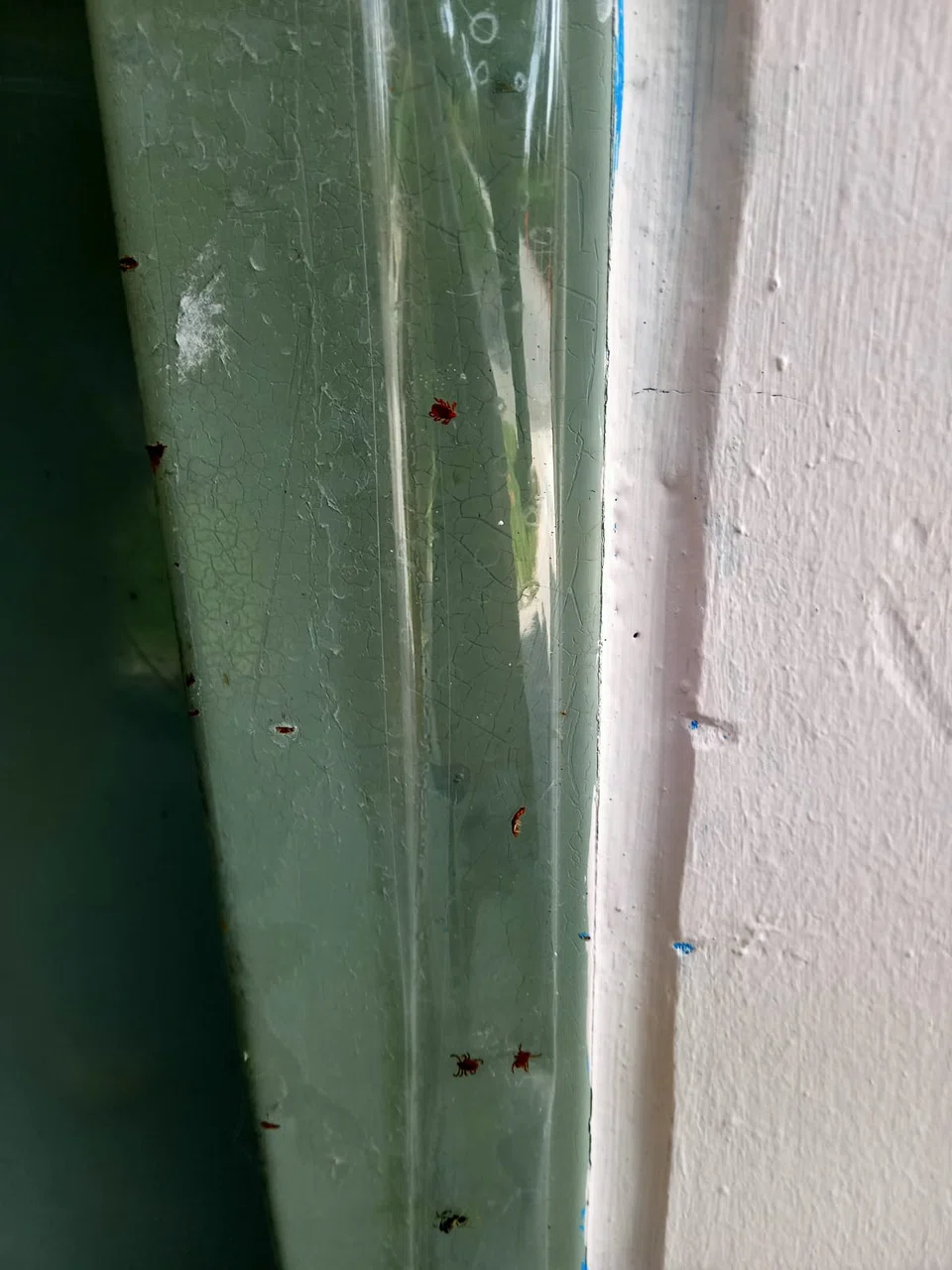 Ticks found on the door of a breeder in The Animal Lodge.