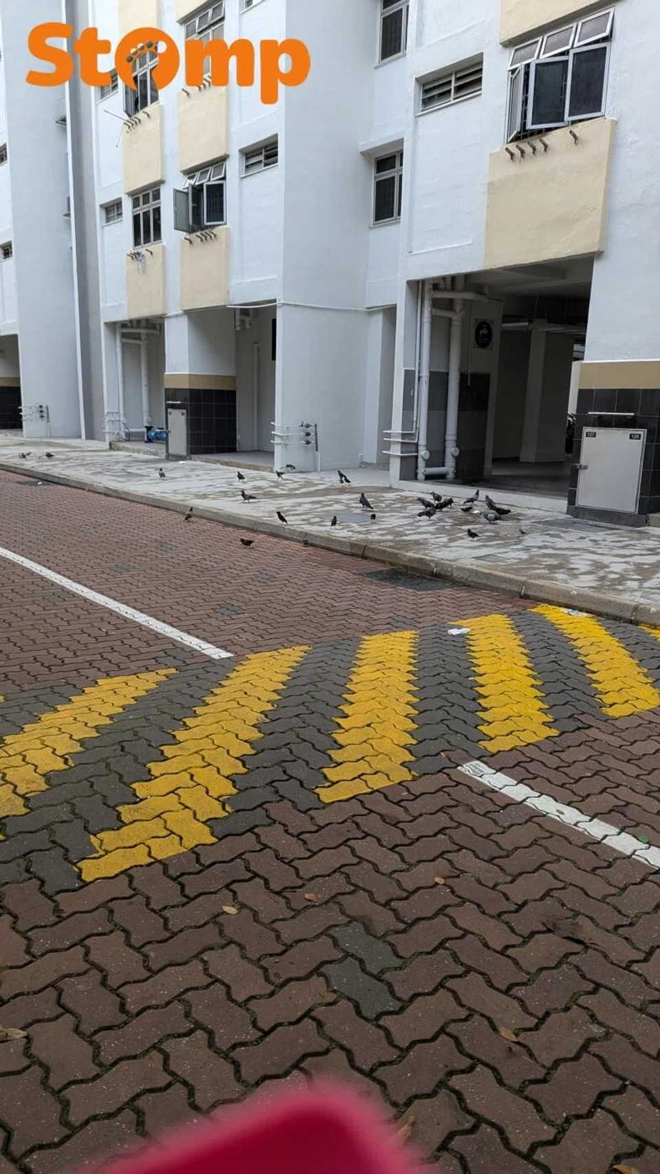 Ghim Moh resident wants CCTV to catch litterbugs and bird feeders