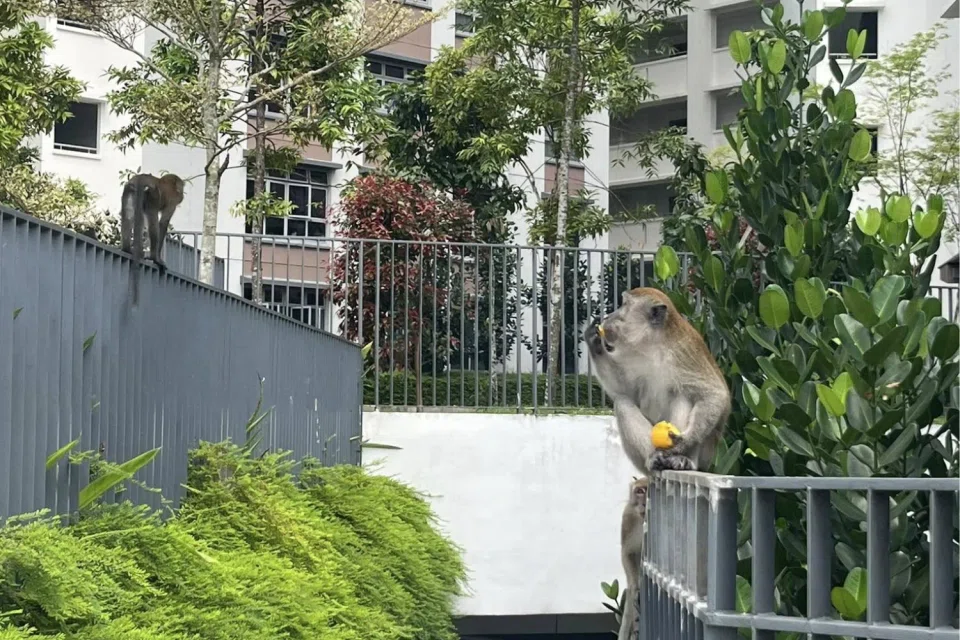A monkey having an orange that was not properly disposed of at Punggol.