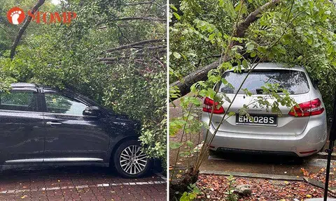 Tree uprooted by heavy rain falls onto parked cars at Punggol Park