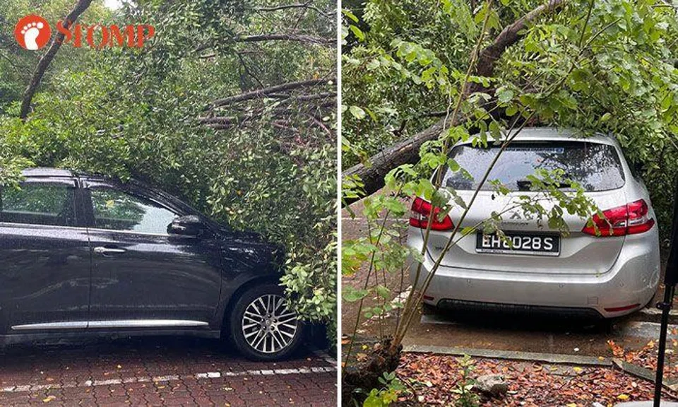 Tree uprooted by heavy rain falls onto parked cars at Punggol Park