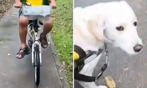 Screengrabs from Mr Thomas Chan's TikTok account showing the cyclist who collided into him and Eve the guide dog looking at him after the incident. SCREENGRABS: JAPANESE_EVE_N_THOMAS/TIKTOK