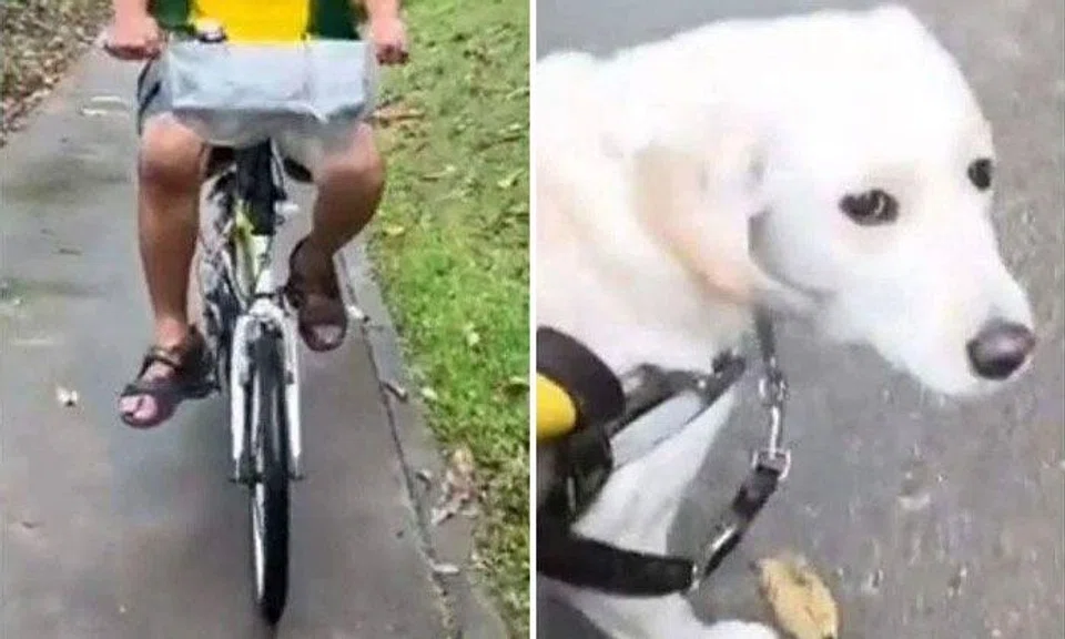 Screengrabs from Mr Thomas Chan's TikTok account showing the cyclist who collided into him and Eve the guide dog looking at him after the incident. SCREENGRABS: JAPANESE_EVE_N_THOMAS/TIKTOK