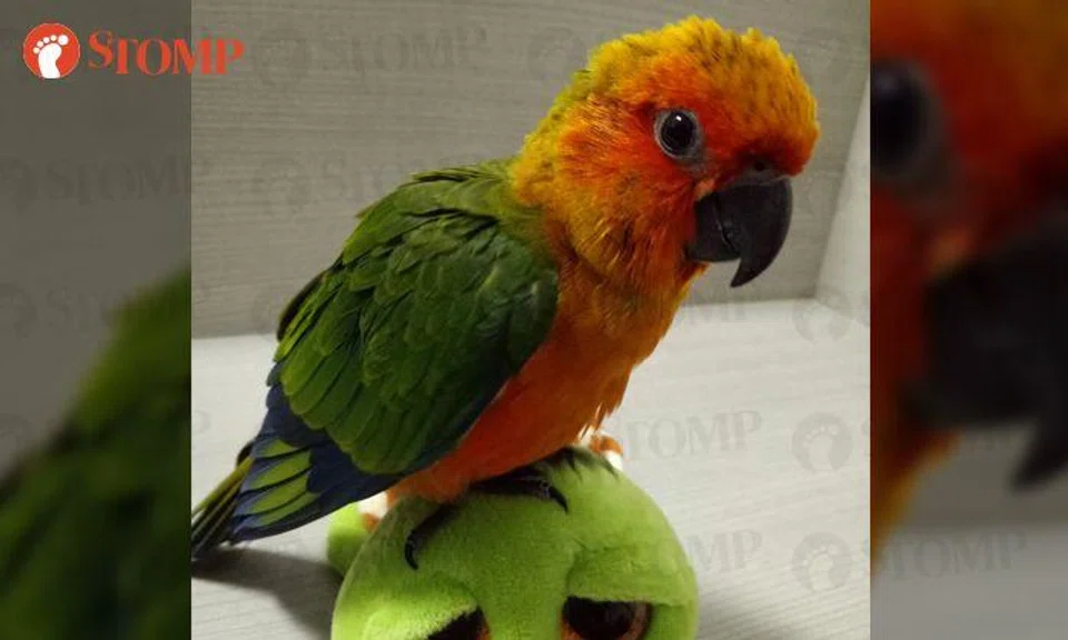 Reward offered for sun conure that flew away from home at Choa Chu Kang Avenue 1