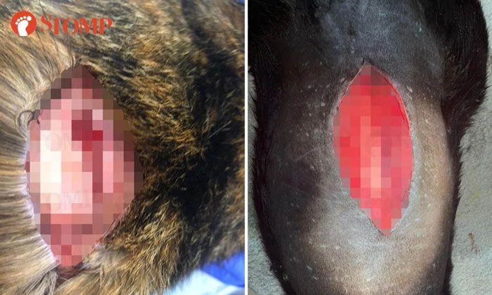 SPCA appealing for info on cases involving cats with slash wounds