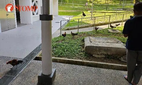 Free-roaming chickens disrupting peace and cleanliness of Pasir Ris community: Resident