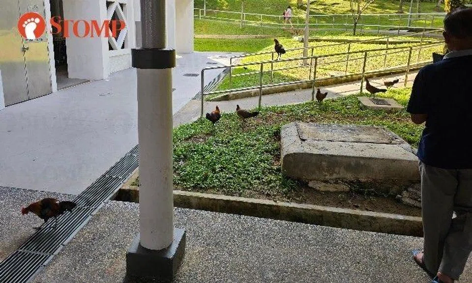 Free-roaming chickens disrupting peace and cleanliness of Pasir Ris community: Resident