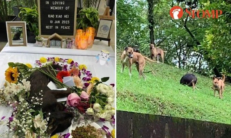 Five cats in Ang Mo Kio have been mauled to death by the same stray dogs since Sept 6, claimed a cat feeder.
