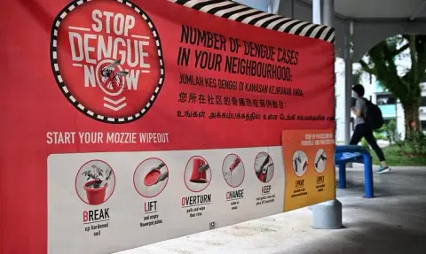 Dengue cases in Singapore up 36% from 2023