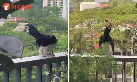 Family of hornbills visit D'Leedon condo balcony, one even snacks on resident's chilli plant