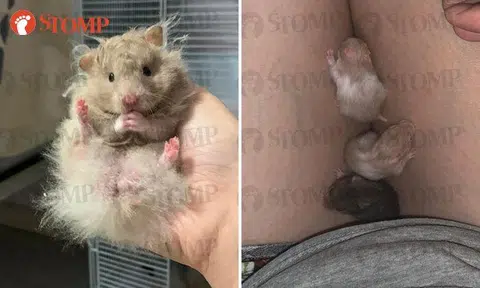 Woman's 7 pet hamsters and cages missing from Hougang corridor, police investigating