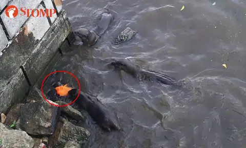 Watch how koi fish tricks otters to escape death's clutches in Singapore River