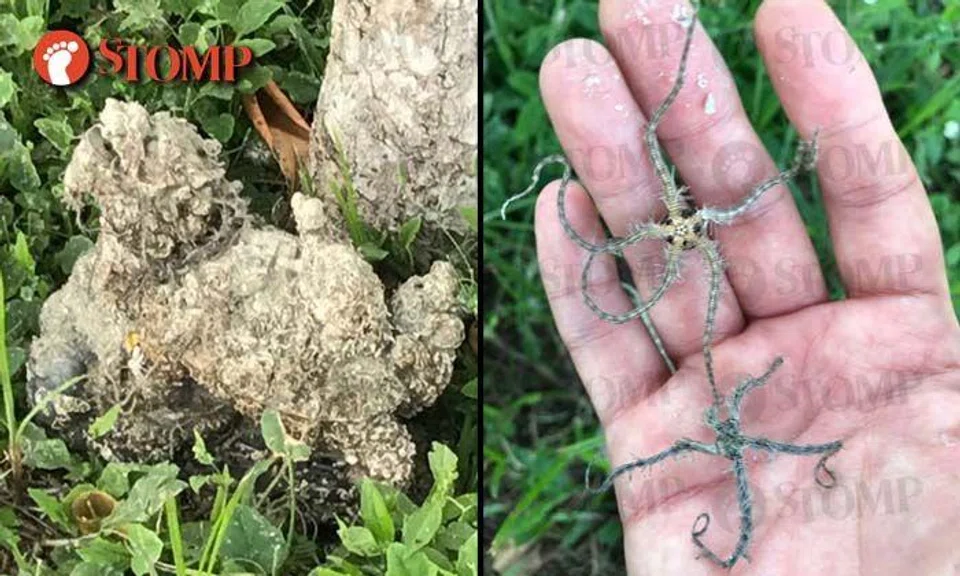 Tree bark, stone, or 'dragon turtle'? Strange shape at tree in Punggol puzzles passer-by