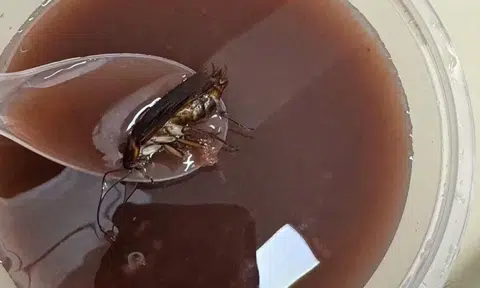 Chinese Garden shop manager 'doesn't know' how cockroach ended up in woman's dessert