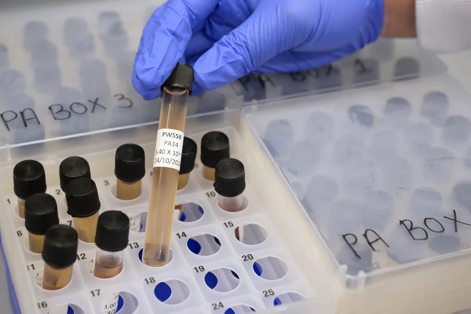 Samples of phages at Singapore General Hopsital. The hospital currently has more than a hundred samples.