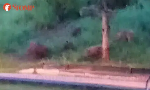 Herd of wild boars spotted at Pasir Ris Dr 3