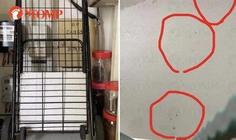 Bukit Panjang resident's meter blocked by neighbour's clutter, finds earthworms at corridor