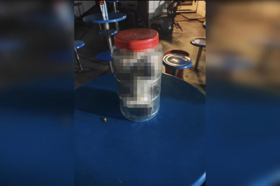 An informant, a colleague of the suspected abuser, told the SPCA that the kitten had been placed inside a plastic container and rolled around repeatedly.