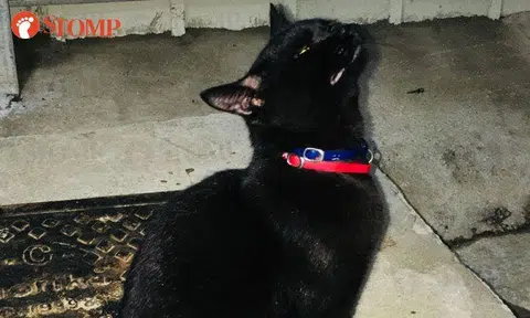 Is this your black beauty found at Tampines Avenue 10?