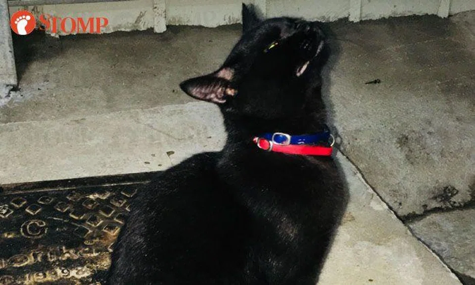 Is this your black beauty found at Tampines Avenue 10?