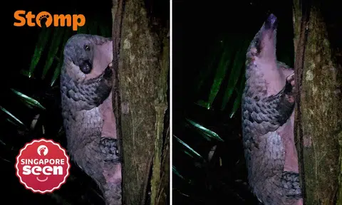 3am hunt for snakes in forest leads Stomper to ecstatic find