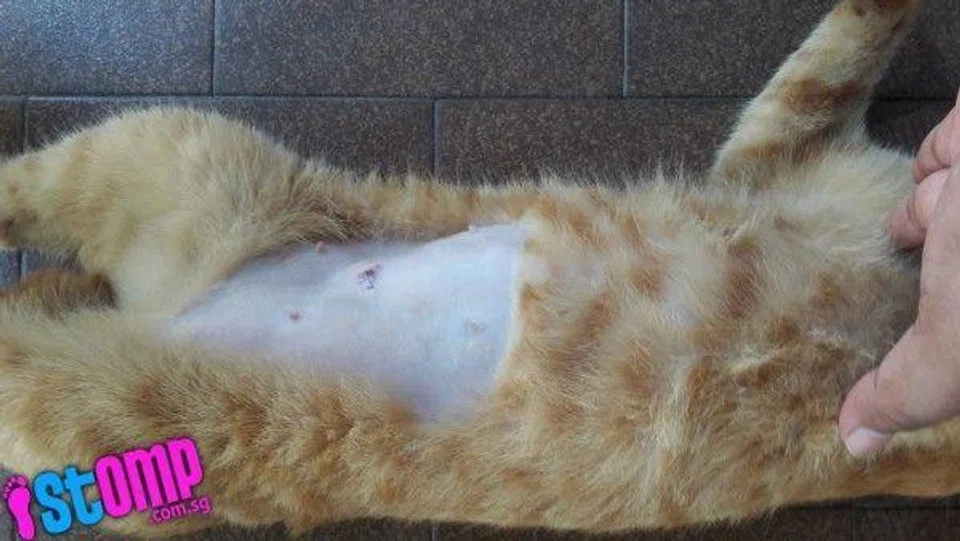 Woman horrified when missing cat returns with part of its ear cut off and stitches on its tummy