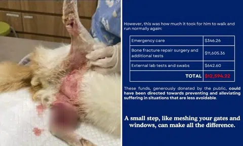 SPCA spends $12,594 to help cat that fell from height to walk normally again