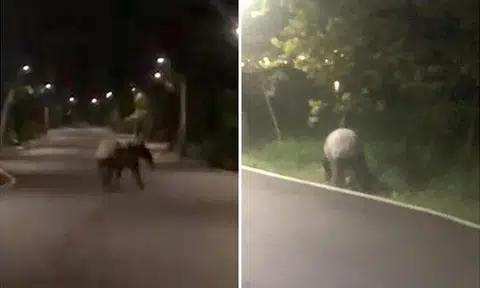 In a video posted on Facebook, the rear end of the tapir can be seen as it trots along the path, occasionally weaving towards either side. PHOTOS: SCREENGRABS FROM MC WAI/FACEBOOK