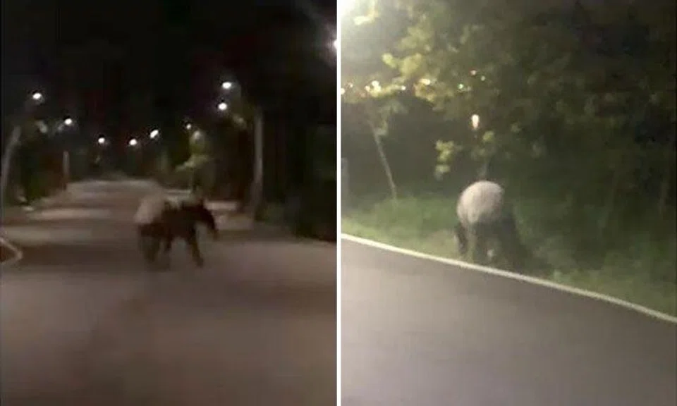 In a video posted on Facebook, the rear end of the tapir can be seen as it trots along the path, occasionally weaving towards either side. PHOTOS: SCREENGRABS FROM MC WAI/FACEBOOK