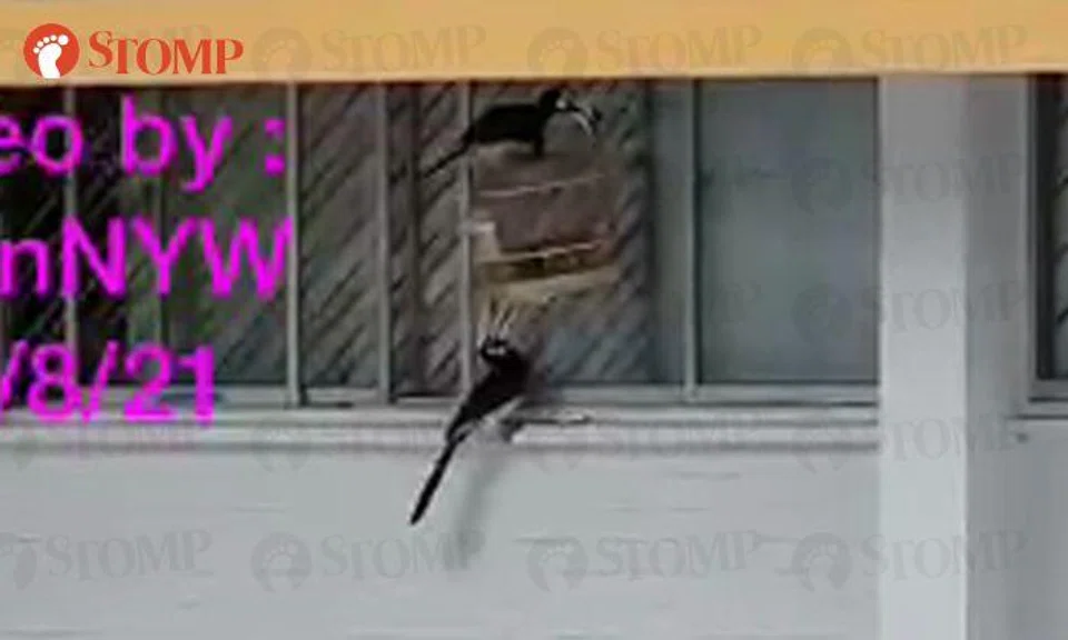 Hornbill makes a meal out of caged pet bird in Bukit Purmei