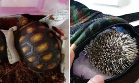 4 weeks' jail for man found with illegal wildlife -- after he was unable to pay $6,600 fine